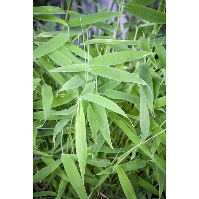 Piardino Muriel-Bambus (Fargesia murielae, 2 l)