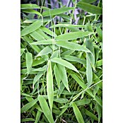 Piardino Muriel-Bambus (Fargesia murielae, 2 l)