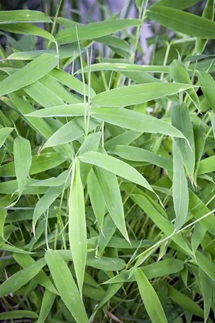 fischgrten kaktus Euphorbia polyacantha