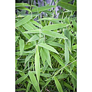 grüner pulver bambus Matcha-Pulver-Schneebesen – Bambus, 100 Zinken, grüner Tee Chasen – zen  minded