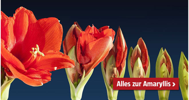 Amaryllis pflegen