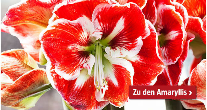 Amaryllis