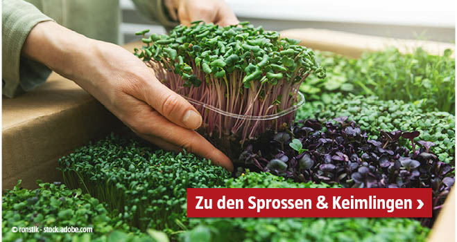 Sprossen und Keimlinge