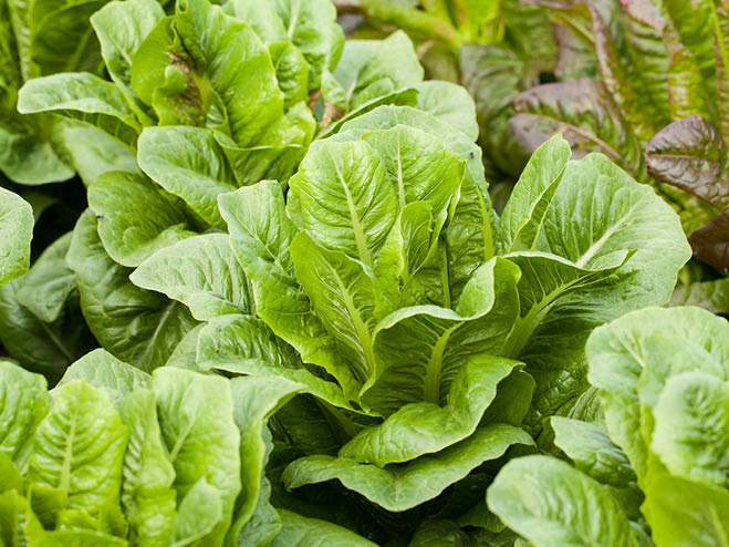 Salat anpflanzen Schritt 2