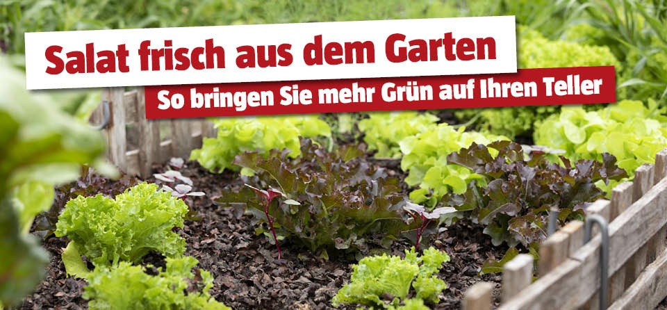 Salat anbauen