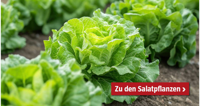 Salatpflanzen