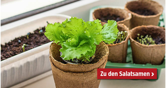 Salatsamen