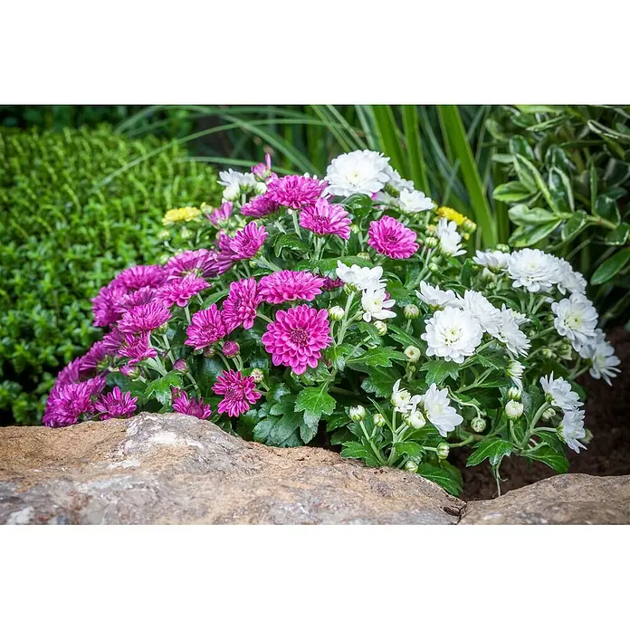 Piardino Herbst-Chrysantheme - Dendranthema multiflora Trio, Mehrfarbig - Lila und weiße Chrysanthemen blühen in einem Gartenbeet, teilweise hinter einem großen Felsen.