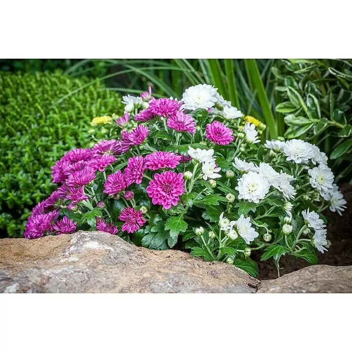 Piardino Herbst-Chrysantheme - Dendranthema multiflora Trio, Mehrfarbig