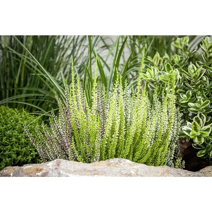 Besenheide Beauty Ladies Trio - Calluna vulgaris, Topfgröße: 13 cm, 3-farbig - Ein üppiges Heidekraut-Arrangement mit zarten, pastellfarbenen Blüten und leuchtend grünen Stängeln, das die natürliche Schönheit des Gartens hervorhebt.