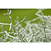Piardino Pflanzenarrangement Silberkörbchen und Drahtwein (Topfgröße: 13 cm)