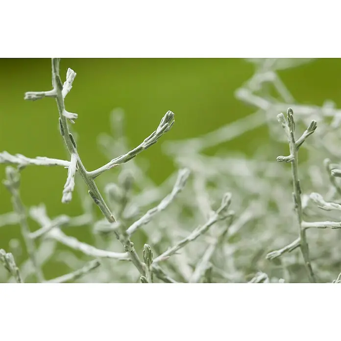 Piardino Garten-Arrangement Silberkörbchen und Drahtwein - Topfgröße: 13 cm - Detailaufnahme einer Korallenraute-Pflanze mit silberfarbenen Zweigen vor einem hellgrünen Hintergrund. Schöne, pflegeleichte Pflanze für den Garten.