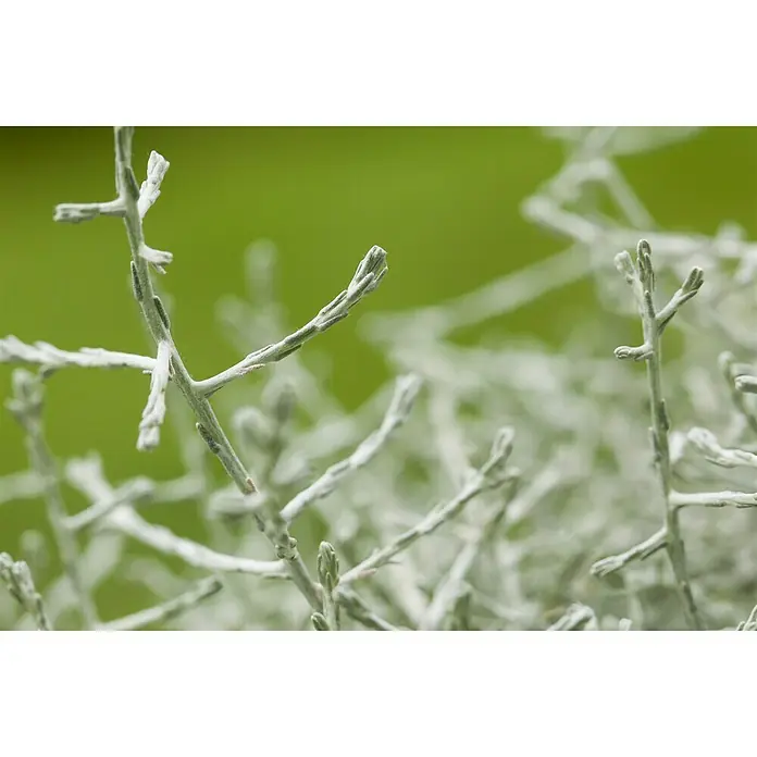 Piardino Garten-Arrangement Silberkörbchen und DrahtweinTopfgröße: 13 cm - Detailaufnahme einer Korallenraute-Pflanze mit silberfarbenen Zweigen vor einem hellgrünen Hintergrund. Schöne, pflegeleichte Pflanze für den Garten.