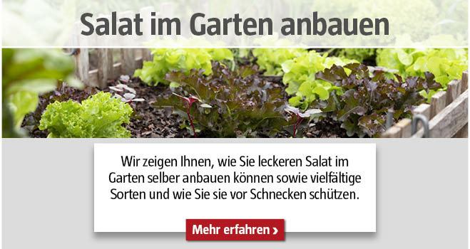 Salat anbauen
