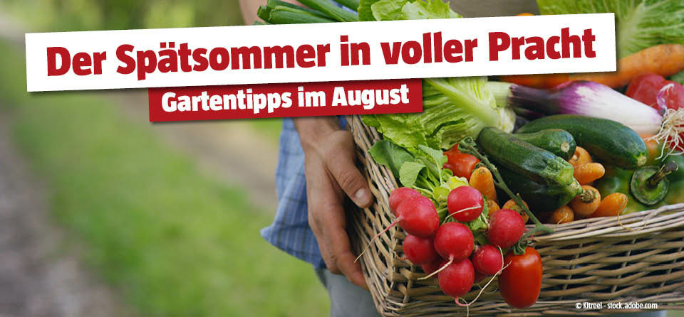 Gartentipps August