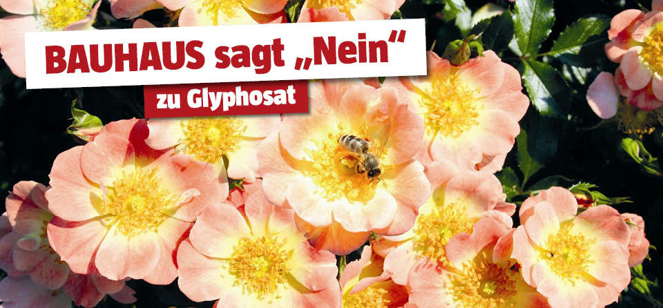 Glyphosat