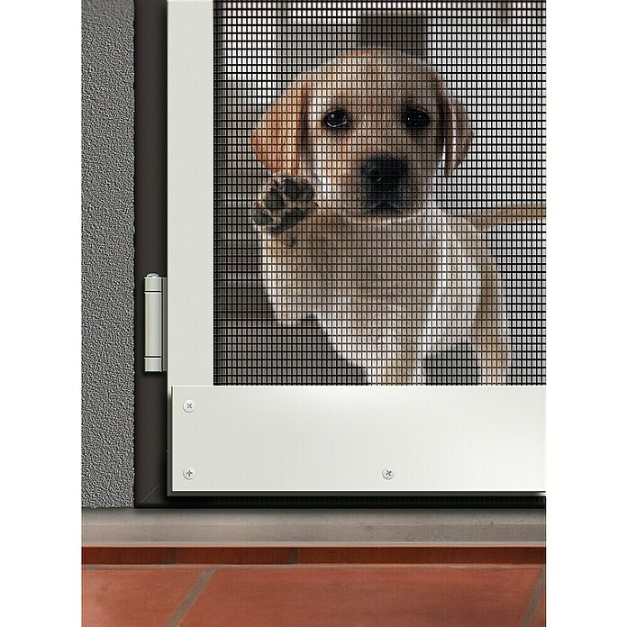 Schellenberg Rollo de fibra de vidrio Max Protect (An x Al: 120 x 150 cm, Color red: Antracita, Específico para: Mascotas) | BAUHAUS