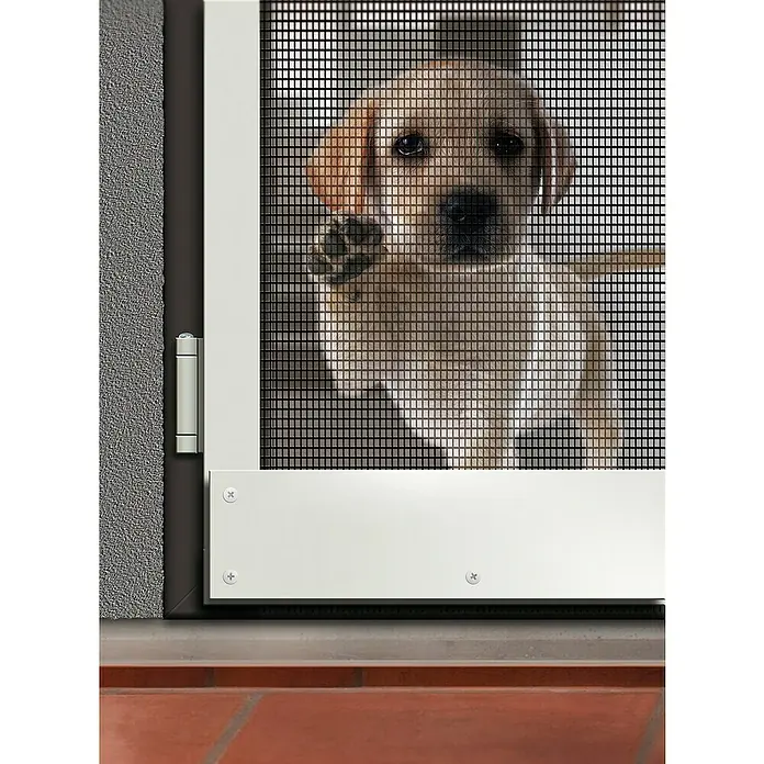 Schellenberg Rollo de fibra de vidrio Max Protect - An x Al: 120 x 150 cm, Color red: Antracita, Específico para: Mascotas - Un adorable cachorro de labrador presiona su pata contra una puerta mosquitera, con su cara curiosa mirando a través.