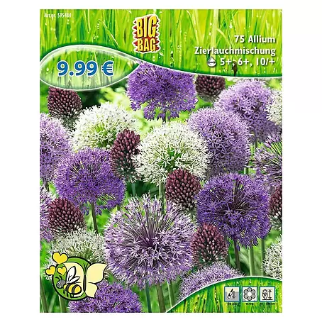 Blumenzwiebeln Zierlauchmischung