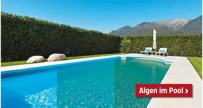 Algen im Pool
