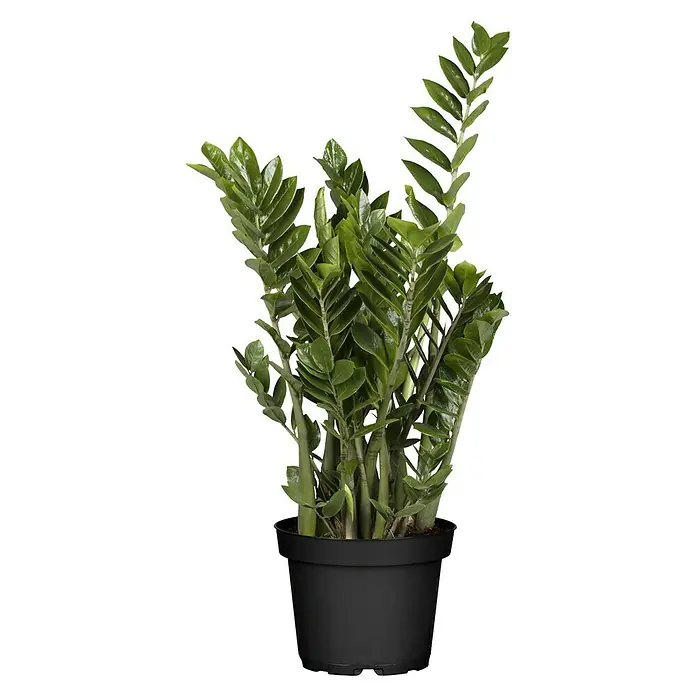 Piardino Glücksfeder - Zamioculcas zamiifolia, Topfgröße: 24 cm - Zimmerpflanze in einem schwarzen Topf, die mit ihren grünen Blättern Frische und Natur ins Haus bringt. Ideal für Wohnräume.