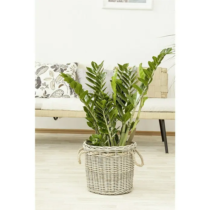 Piardino Glücksfeder - Zamioculcas zamiifolia, Topfgröße: 24 cm - Zimmerpflanze Zamioculcas im Weidenkorb. Die Pflanze mit ihren glänzenden, grünen Blättern steht auf einem hellen Holzboden vor einem Sofa.