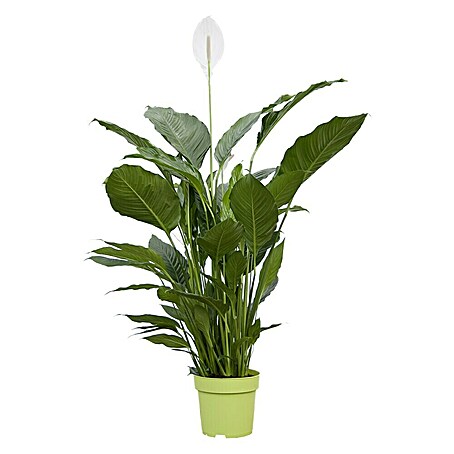 Piardino Einblatt (Spathiphyllum floribundum, Topfgröße: 24 cm)