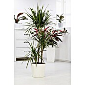 Piardino Drachenbaum (Dracaena marginata, Topfgröße: 21 cm, Blattfarbe: Rot/Grün)