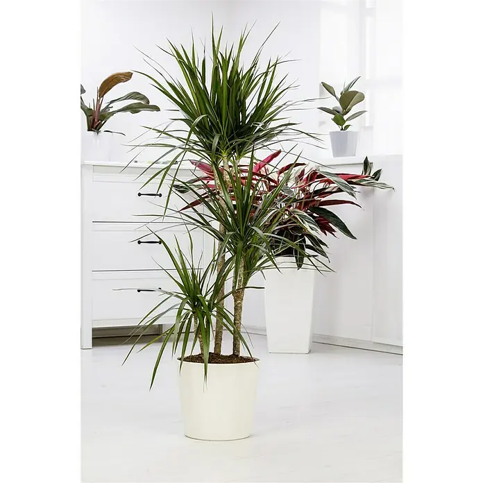 Piardino Drachenbaum - Dracaena marginata, Topfgröße: 21 cm, Blattfarbe: Grün/Rot - Zimmerpflanze: Ein Drachenbaum (Dracaena marginata) in einem weißen Topf, umgeben von anderen Pflanzen in einem hellen Raum.