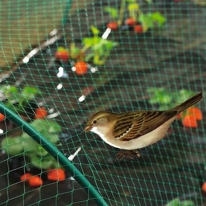 Nortene Red de protección contra pájaros Birdnet - L x An: 12 x 4 m - Un pájaro pequeño se posa en una malla protectora verde para pájaros que se extiende sobre plantas de fresas. La malla protege la fruta.