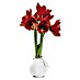 Piardino Amaryllis Waxz® 