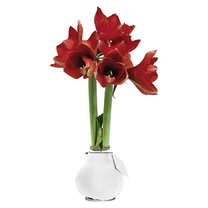 Piardino Amaryllis Waxz® - Hippeastrum x Hybrid, Blütenfarbe: Sortenabhängig - Eine leuchtend rote Amaryllis-Pflanze in einem eleganten, weißen Übertopf mit dekorativem Anhänger.