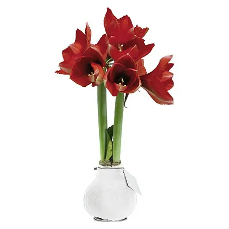 Piardino  Amaryllis Waxz®
