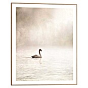 Reinders Bild Slim Frame Wood (Misty Lake Swan, B x H: 40 x 50 cm) | BAUHAUS