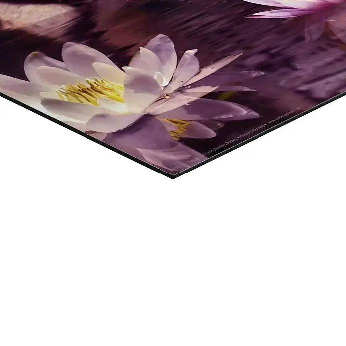 Reinders Decopanel - Floral Tiger, B x H: 40 x 50 cm - Das Bild zeigt eine Nahaufnahme einer Seerose mit weißen Blütenblättern und gelben Staubgefäßen, die auf einer dunklen Oberfläche liegt.