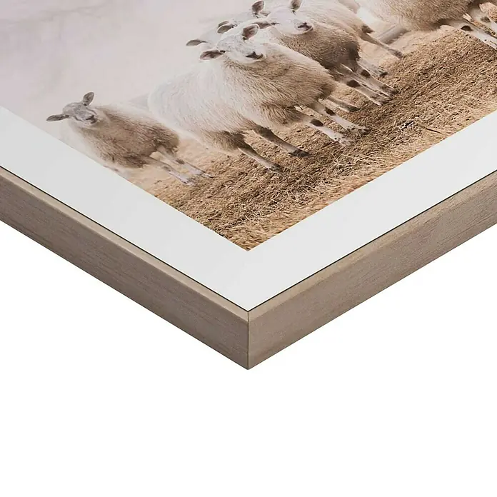 Reinders Bild Slim Frame Wood - Sheep in Field, B x H: 30 x 40 cm - Ein gerahmtes Bild von Schafen auf einer Wiese, eingefasst in einen hellen Holzrahmen mit weißem Passepartout.