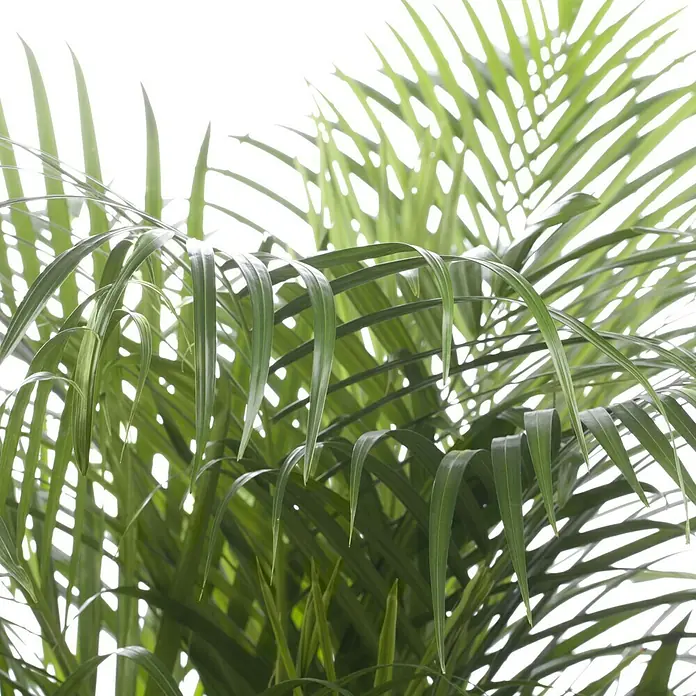 Piardino GoldfruchtpalmeDypsis lutescens, Topfgröße: 17 cm, Grün Detail Shot