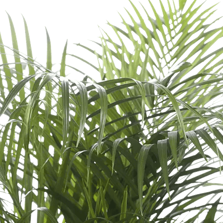 Piardino Goldfruchtpalme - Dypsis lutescens, Topfgre: 17 cm, Grn online  kaufen bei BAUHAUS