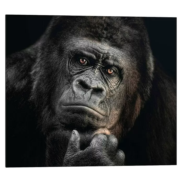 Reinders Decopanel - Gorilla Thinking, B x H: 50 x 40 cm - Nahaufnahme eines nachdenklichen dunkelbehaarten Gorillas mit bernsteinfarbenen Augen und Hand am Kinn.