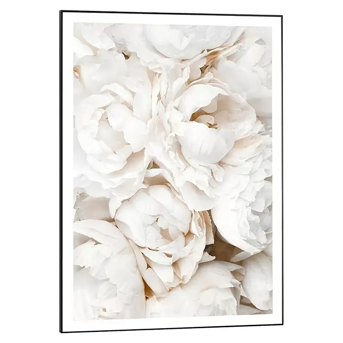 Reinders Bild Slim Frame Black - White Roses, B x H: 50 x 70 cm - Gerahmter Druck mit einer Nahaufnahme üppiger weißer Pfingstrosen mit zarten Blütenblättern.