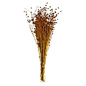 Ramo de flores secas (Largo: 56 cm, Marrón) | BAUHAUS