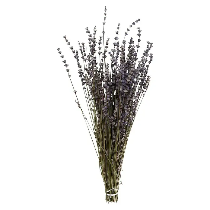 Ramo de flores secas - Largo: 76 cm, Lila - Primer plano de un manojo de lavanda seca atada con un cordel, sobre un fondo negro.