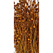 Ramo de flores secas (Largo: 56 cm, Marrón) | BAUHAUS