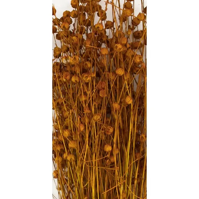 Ramo de flores secas - Largo: 56 cm, Marrón - Primer plano de un lote de tallos de lino dorado seco con vainas de semillas para arreglos florales o manualidades.