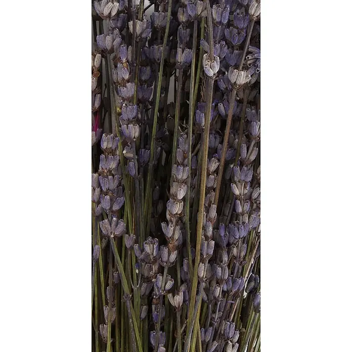 Ramo de flores secas - Largo: 76 cm, Lila - Primer plano de lavanda seca con flores púrpuras y tallos verdes, ideal para fragancia y decoración.