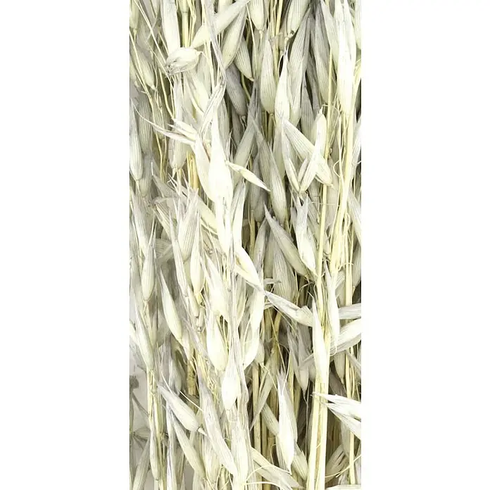 Ramo de flores secas - Largo: 60 cm, Gris - Primer plano de avena blanqueada, que proporciona textura y belleza natural para decoraciones rústicas.