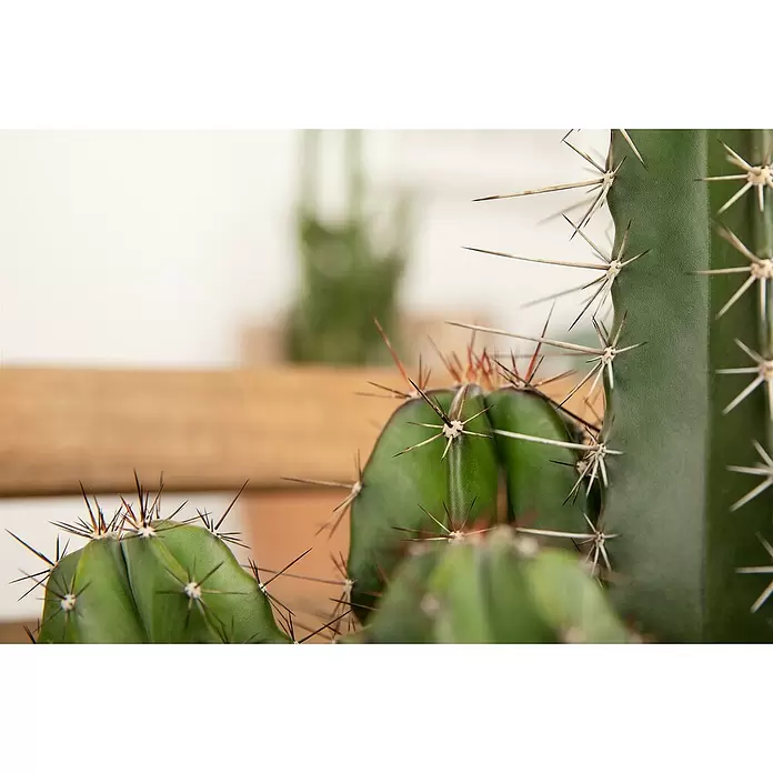 Piardino Kaktus - Cactus, Topfgre: 12 cm online kaufen bei BAUHAUS