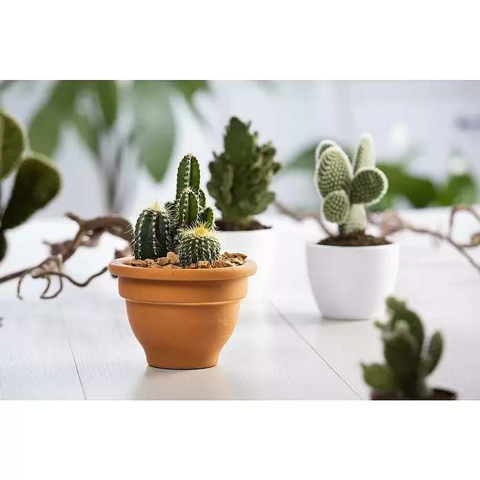 Piardino KaktusCactus, Topfgröße: 12 cm