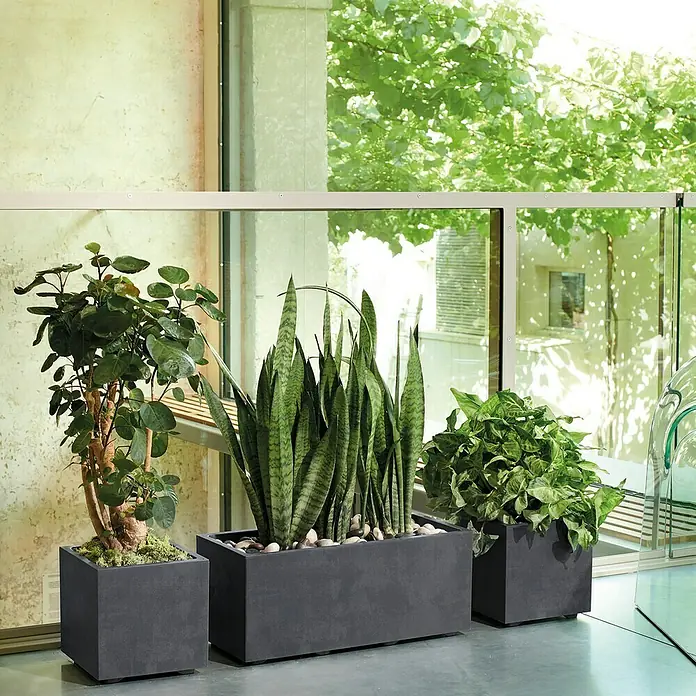 Deroma Millennium Pflanzkasten - Außenmaß (L x B x H): 79 x 39 x 39 cm, Kunststoff, Ashgrey, Mit Bewässerungssystem - Drei moderne Pflanzgefäße in verschiedenen Größen, bepflanzt mit unterschiedlichen Grünpflanzen, stehen vor einer Fensterfront.