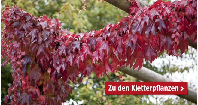 Kletterpflanzen